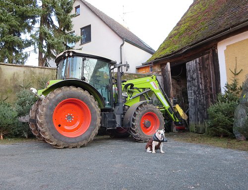 Cooler Hund Dez16 Cooler Hund Dez16